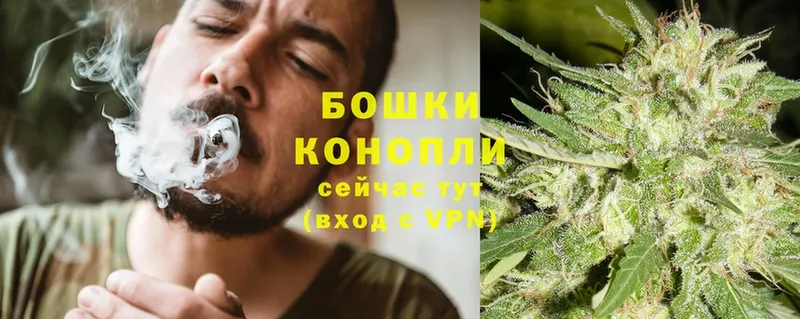 Конопля OG Kush  Тайга 